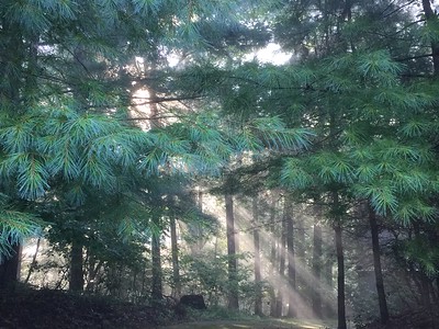 Dramatic light in forest