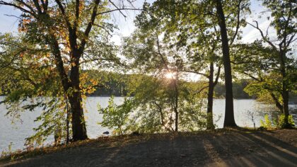 Trees in front of pond in autumn