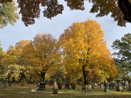 fall trees in cemetery