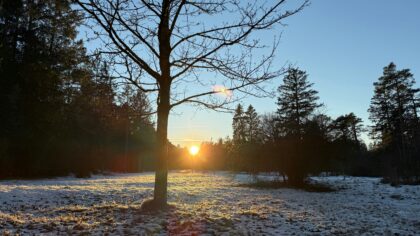winter sun low in the sky behind trees with snow