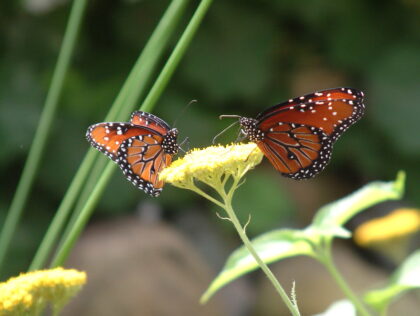 two butterflies on flowers